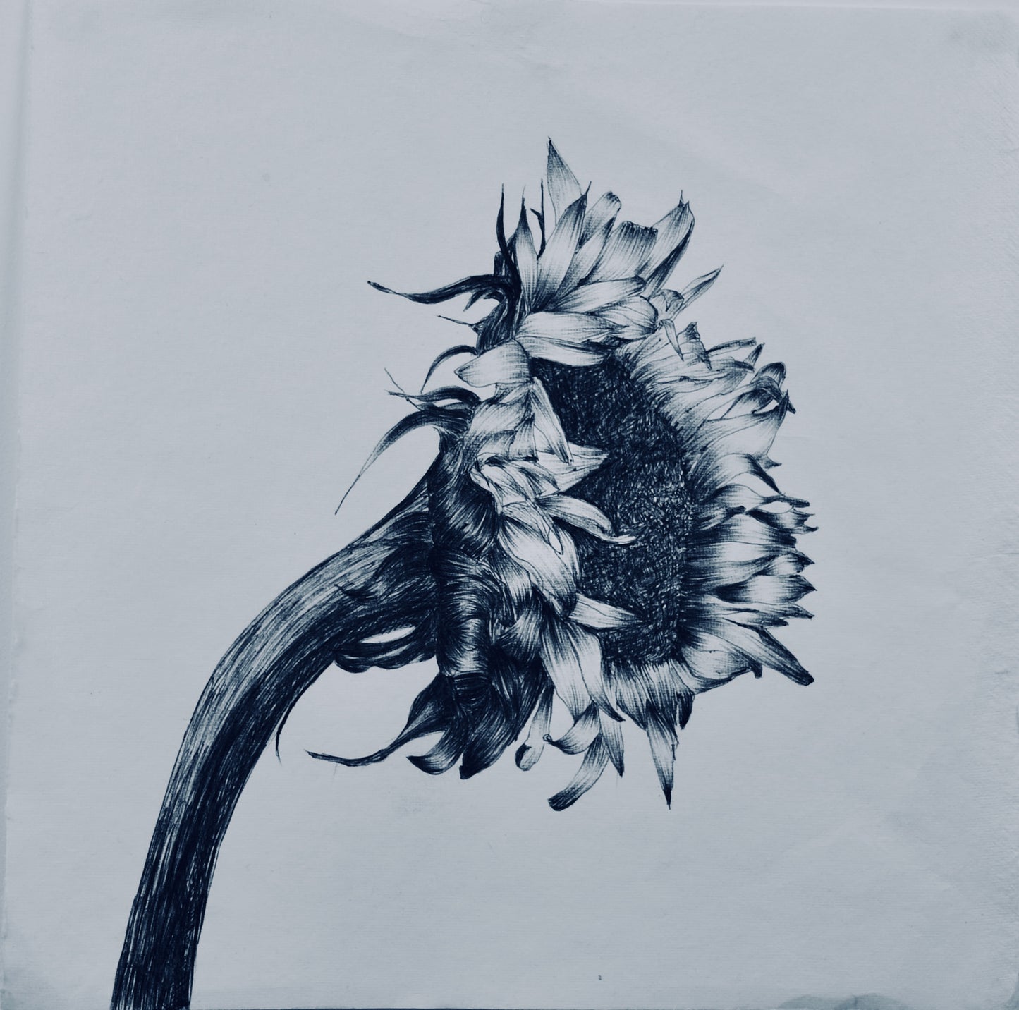 Consider the Lilies: Summer Garden sketchbook